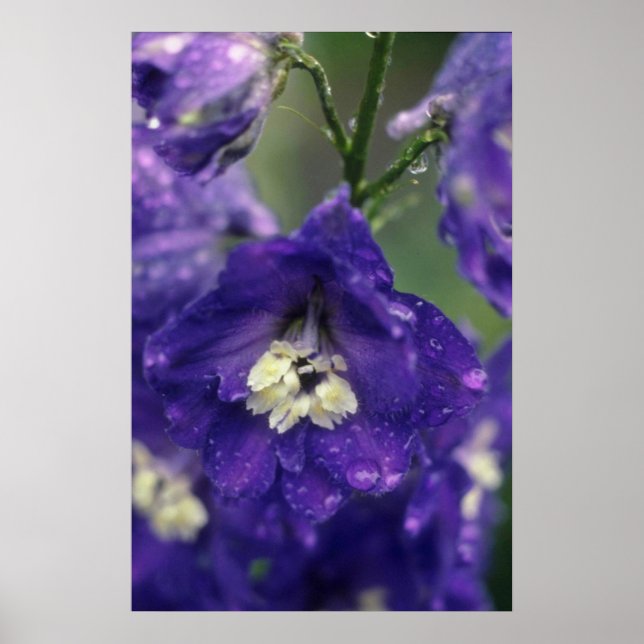 Poster Fleurs de larkspur (Hybride de Delphinium) (Devant)