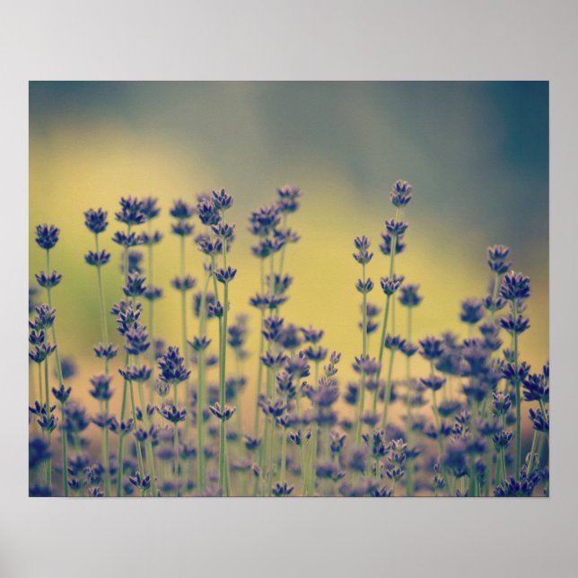 Poster Fleurs de lavande (Devant)