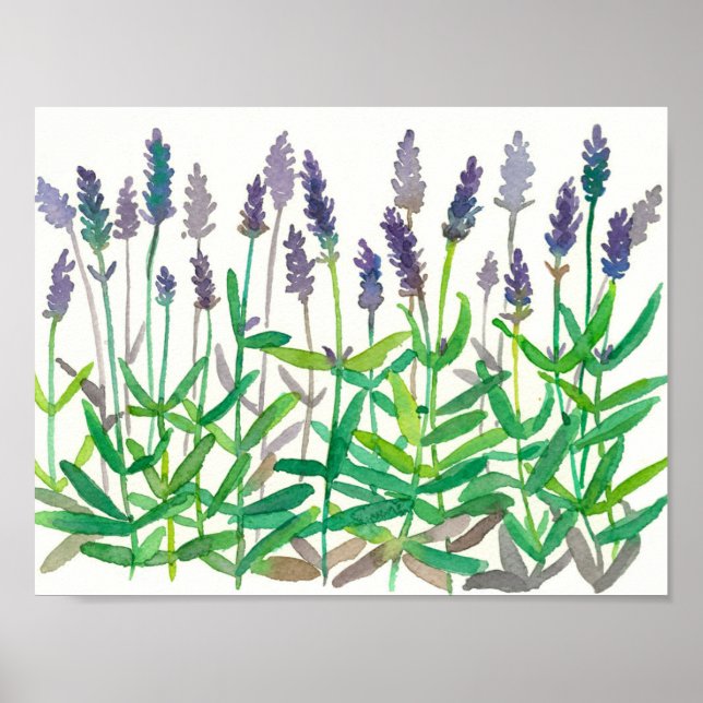 Poster Fleurs de lavande Aquarelle Peinture de plantes (Devant)