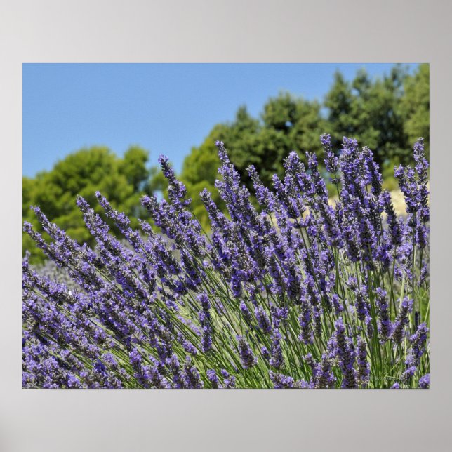Poster Fleurs de lavande dans le champ en été, Provence (Devant)