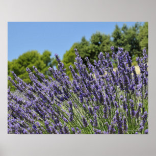 Poster Fleurs de lavande dans un champ en été, Provence