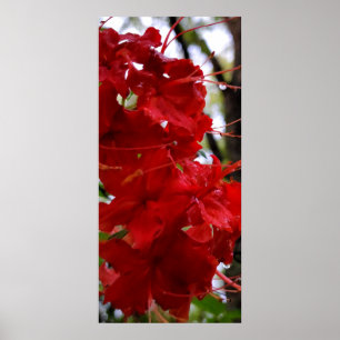 Poster Fleurs de l'Azalée Rouge
