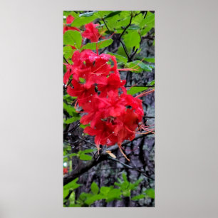 Poster Fleurs de l'Azalée Rouge