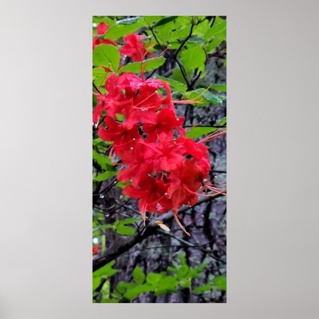 Poster Fleurs de l'Azalée Rouge (Devant)