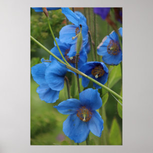 Poster Fleurs de l'Himalaya de pavot bleu