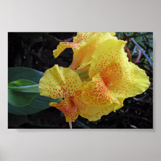 Poster Fleurs de l'île