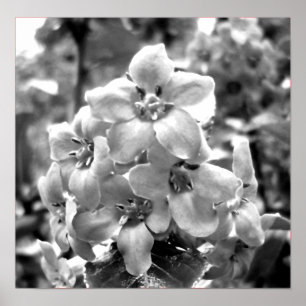 Poster Fleurs de l'Irlande