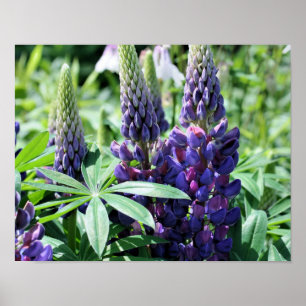 Poster Fleurs de lupine violette