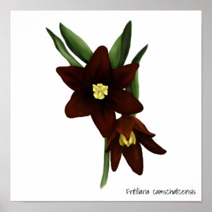 Poster Fleurs de Lys au chocolat illustrées