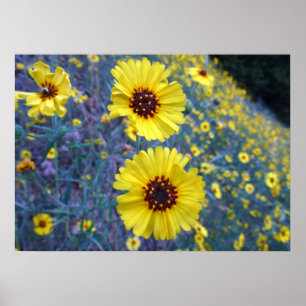 Poster Fleurs de Madia communes dans le parc national de 