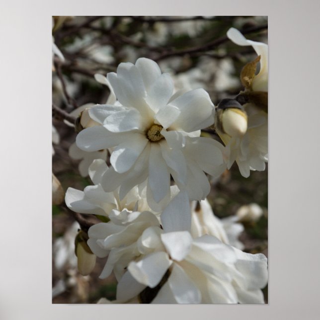 Poster Fleurs de Magnolia étoilé (Devant)