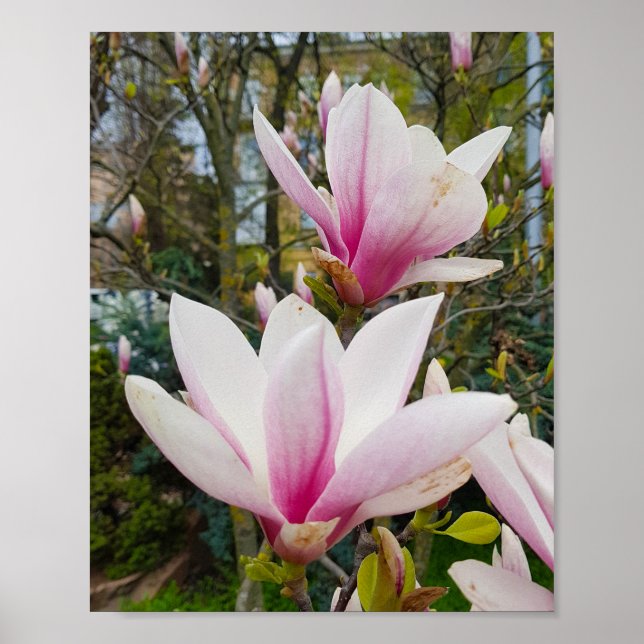 Poster Fleurs de magnolia roses en fleurs (Devant)