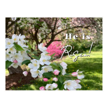 Fleurs de mai roses Pâques