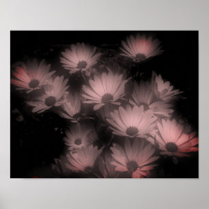 Poster Fleurs de marguerite africaine haute contrastée