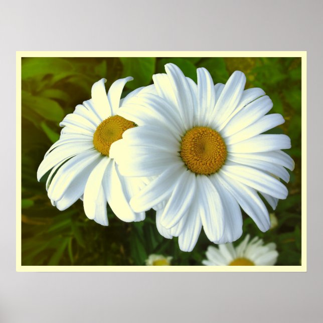 Poster Fleurs de marguerite Imprimer Classic Daisies Post (Devant)