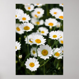 Poster Fleurs de marguerite sauvages proches