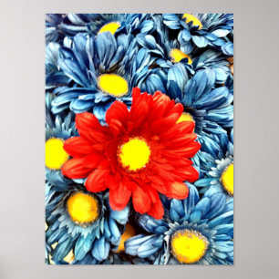 Poster Fleurs de marguerites colorées orange bleu rouge