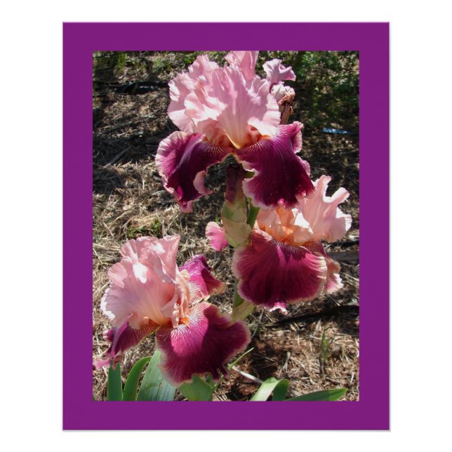 Poster Fleurs de marron Floral Iris Irises Carte de fête  (Devant)