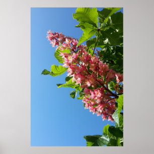 Poster fleurs de marronnier en fleurs de printemps