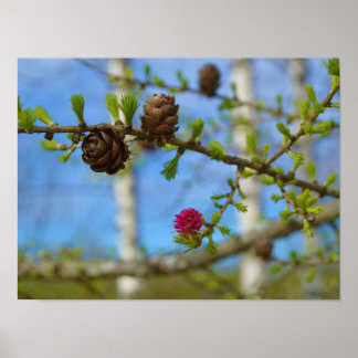 Poster Fleurs de mélèzes