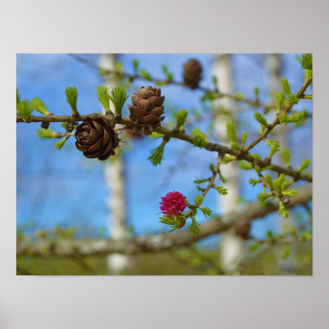Poster Fleurs de mélèzes (Devant)