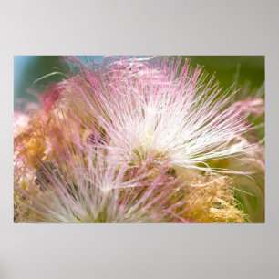 Poster Fleurs de mimosa