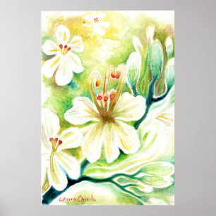Poster Fleurs de Moringa