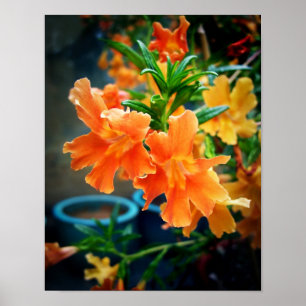 Poster Fleurs de musc
