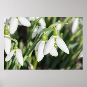 Poster Fleurs de neige