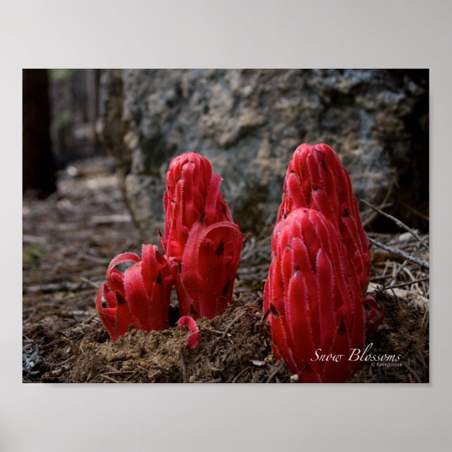 Poster Fleurs de neige (Devant)