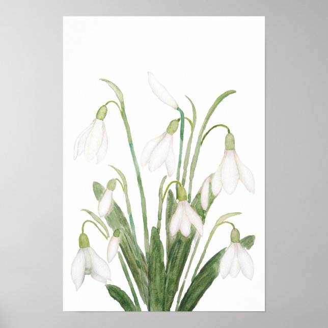 Poster fleurs de neige blanche peinture d'aquarelle botan (Devant)