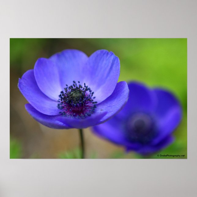 Poster Fleurs de pavot bleu (Devant)