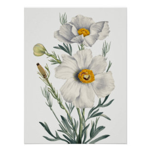 Poster Fleurs de Pavot de Californie Blanc Botanique