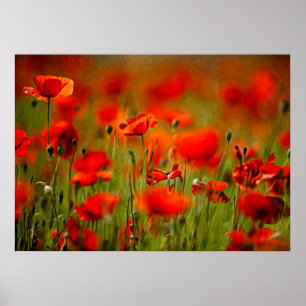 Poster Fleurs de pavot rouge