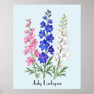 Poster Fleurs de Pied-d'Alouette de Juillet
