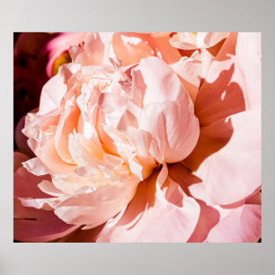 Poster Fleurs de pivoine en arrière - plan fleuri de luxe