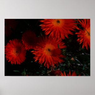 Poster Fleurs de plantes grasses orange vert d'Afrique du