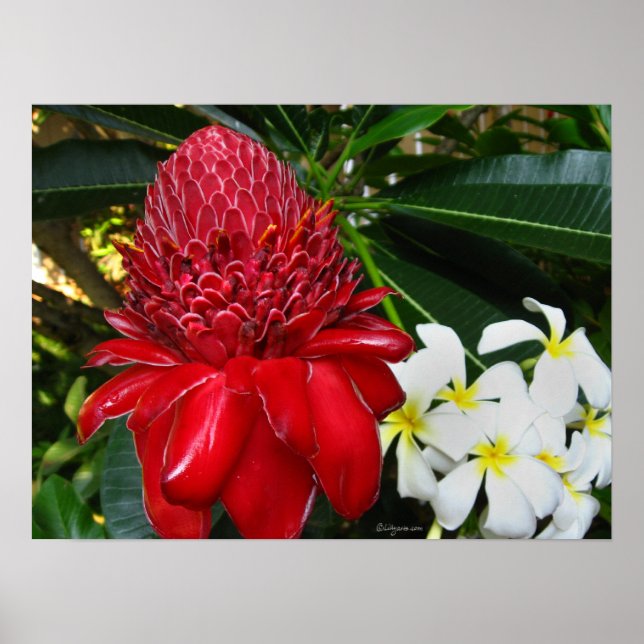 Poster Fleurs de Plumaria Blanche Gingembre de Torche Rou (Devant)