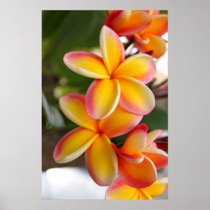 Poster Fleurs de Plumeria rouge et jaune 2