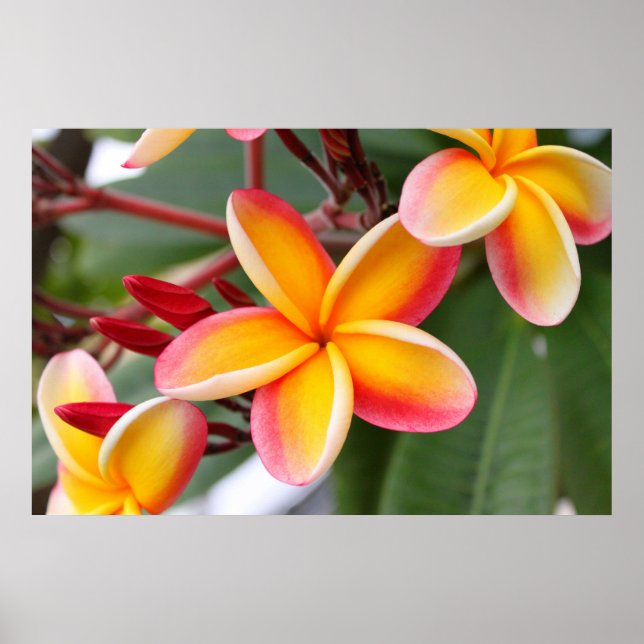 Poster Fleurs de Plumeria rouge et jaune 3 (Devant)