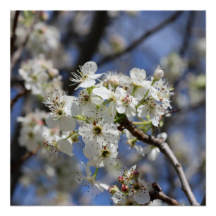 POSTER FLEURS DE POIRE DE BRADFORD