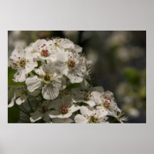 Fleurs de poires