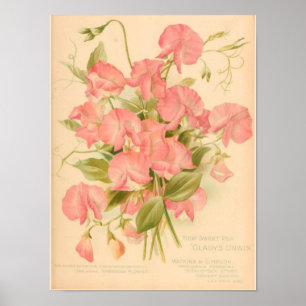 Poster Fleurs de pois doux