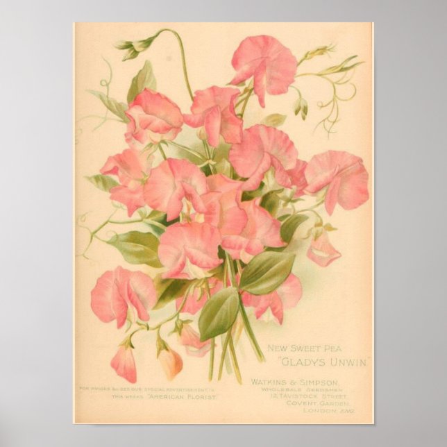 Poster Fleurs de pois doux (Devant)