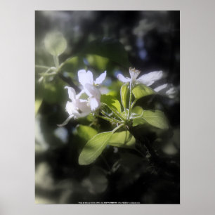Poster fleurs de pomme #6