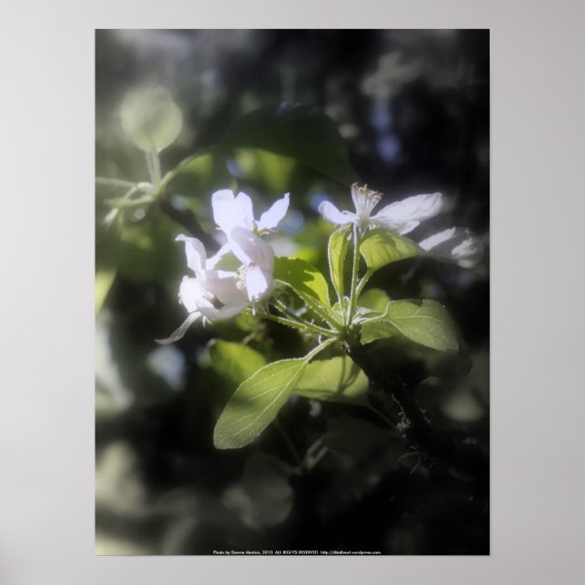 Poster fleurs de pomme #6 (Devant)