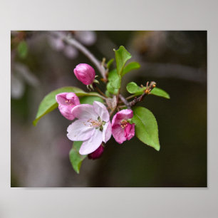 Poster Fleurs de pomme de crabe