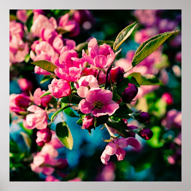Poster Fleurs de pomme de crabe rose (Devant)