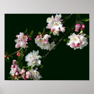 Poster Fleurs De Pommes Roses Et Blanches