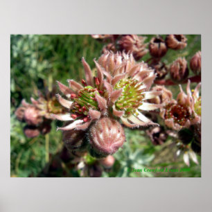 Poster Fleurs de poules et de poussins (Sempervivum)